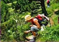 Découverte de la Botanique et des Plantes Médicinales