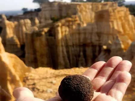 Orgues d'Ille et Truffe Catalane