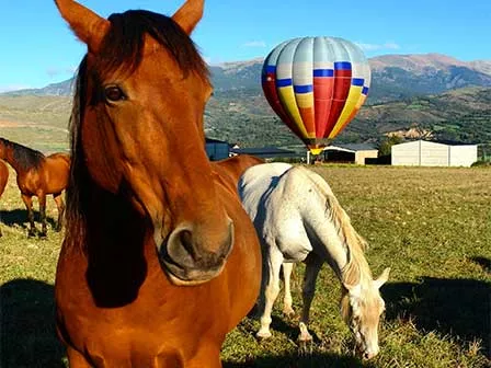 Accueil à l'atterrissage de la montgolfière