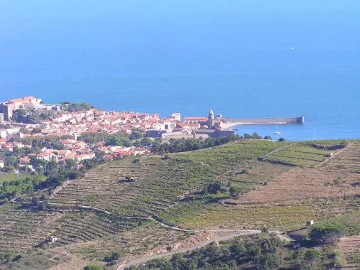 Arrivée par les vignes à Collioure