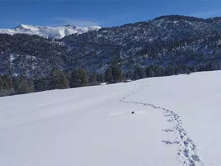 Raquettes et déjeuner en Refuge à l'Orry d'Andreu