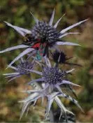 Randonnées accompagnées autour de Font-Romeu dans les Pyrénées Orientales